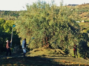 Oliven Høst 2015